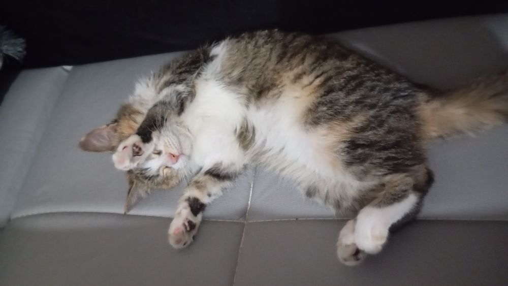 Мушук боласи срочна