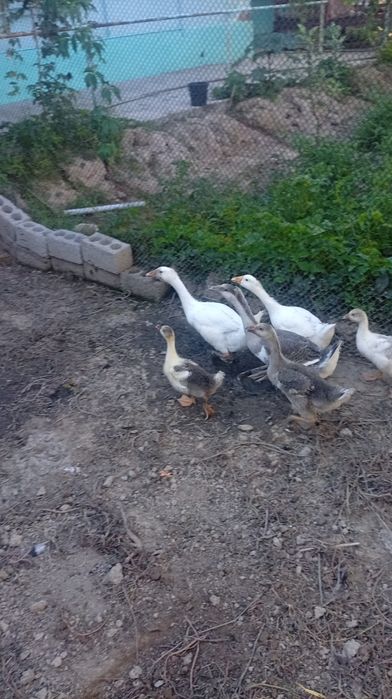 Goz sotiladi 180 dan