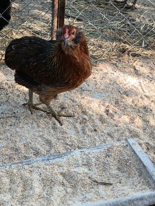 Vând găină și cocoș rasa Arauncana