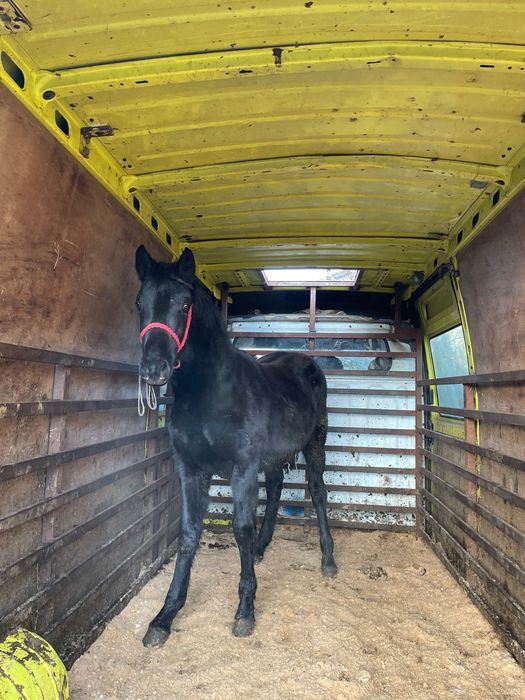 Vând schimb mânz de 7 luni blând cuminte