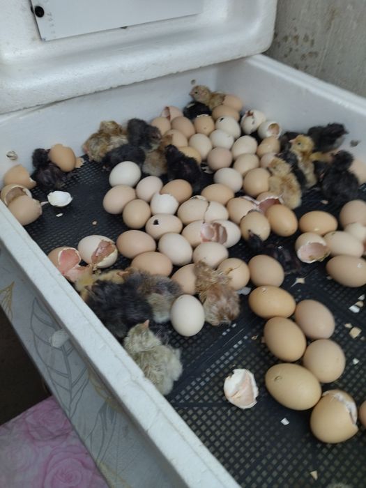 Цыплята суточные.