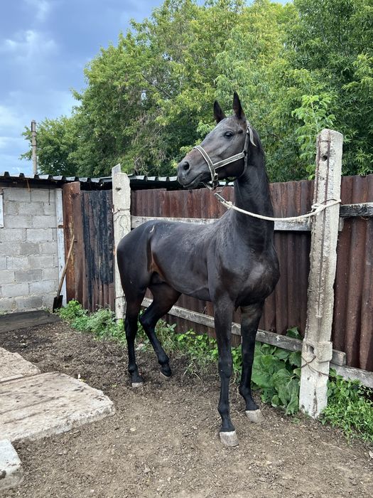 5 жасар айгыр сатылады