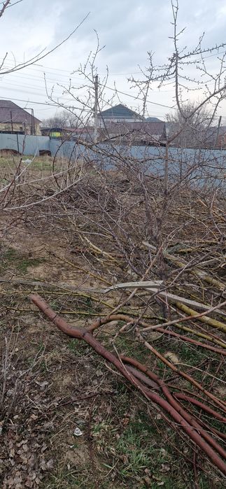 Дрова даром, бесплатно