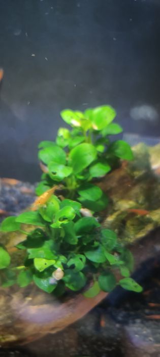 Vând creveți Orange , plante și labeo bicolor