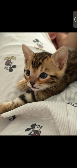 Бенгальские котята