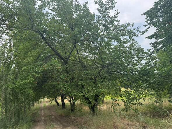 2 .5 gektar boğ baliq hovuzi ham bor