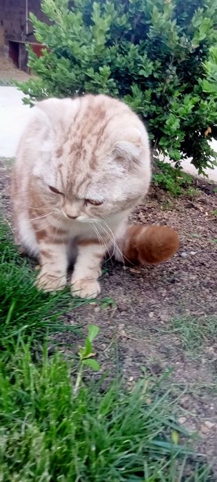 Scottish fold mushik sotiladi