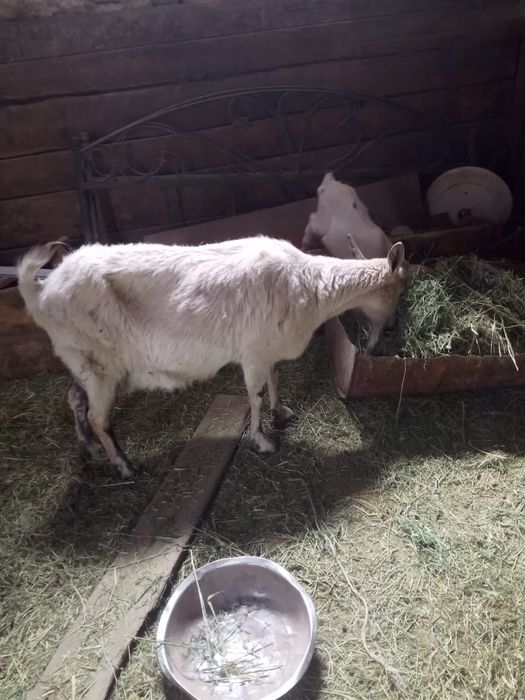 Сүтті ешкі сатылады