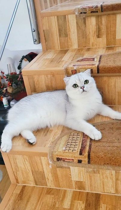 Baiat superb scottish fold cu pedigree