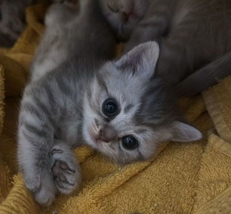 Британские котята мальчики