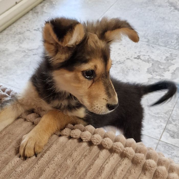 Щенок из приюта Хвостатый Рай