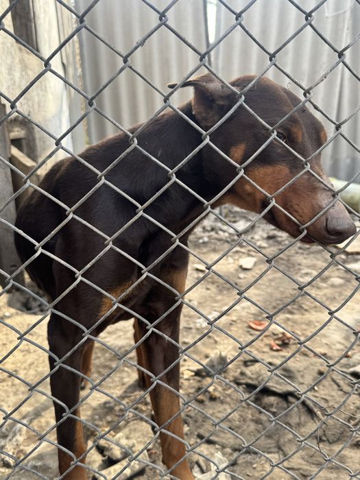 Продам добермана