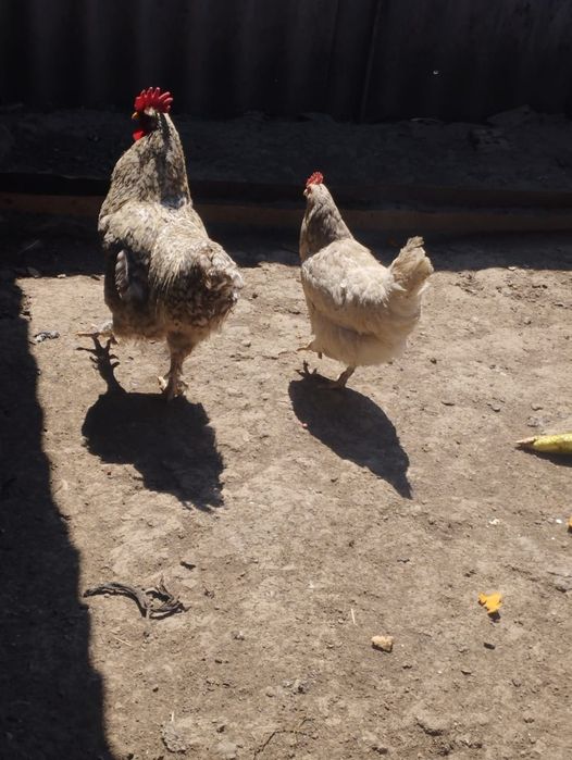 Продам петуха с курицей