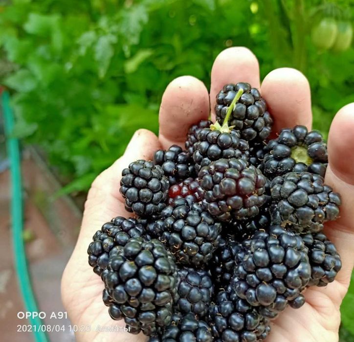 Медуница  садовая