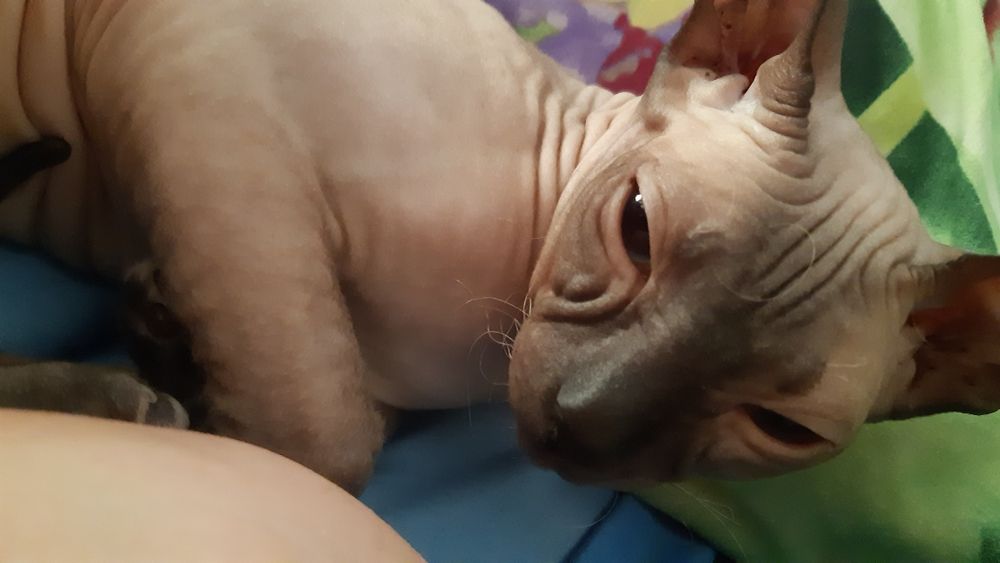 Донской сфинкс девочка