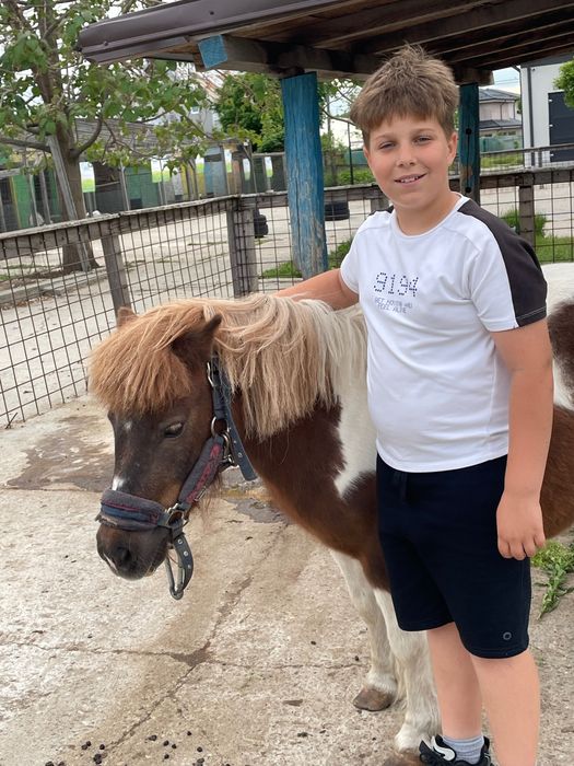 Vand ponei femelă, culoare deosebită, blândă