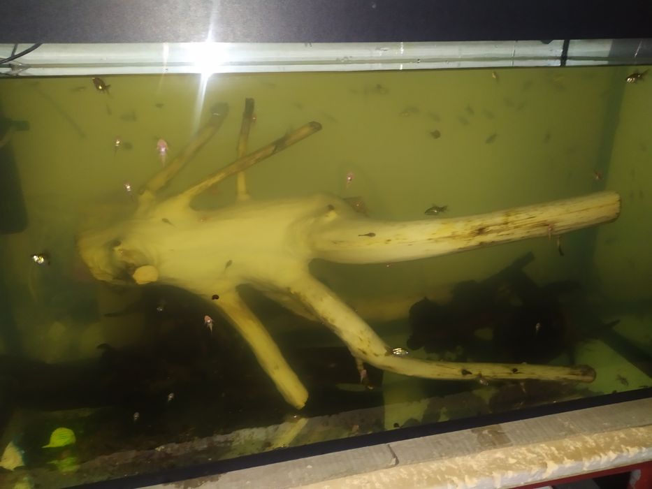 Коряга для большого аквариума.