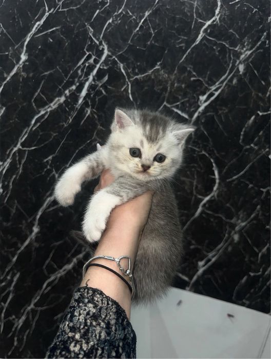 Шотладские котята шиншилы