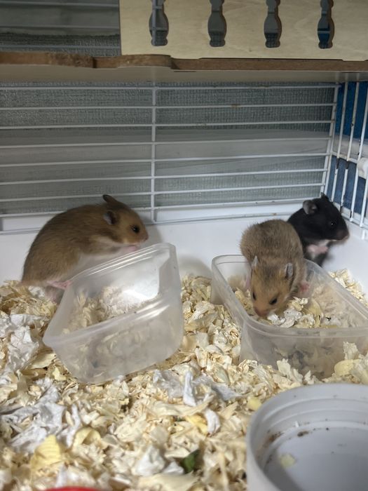 Сирийские хомячки