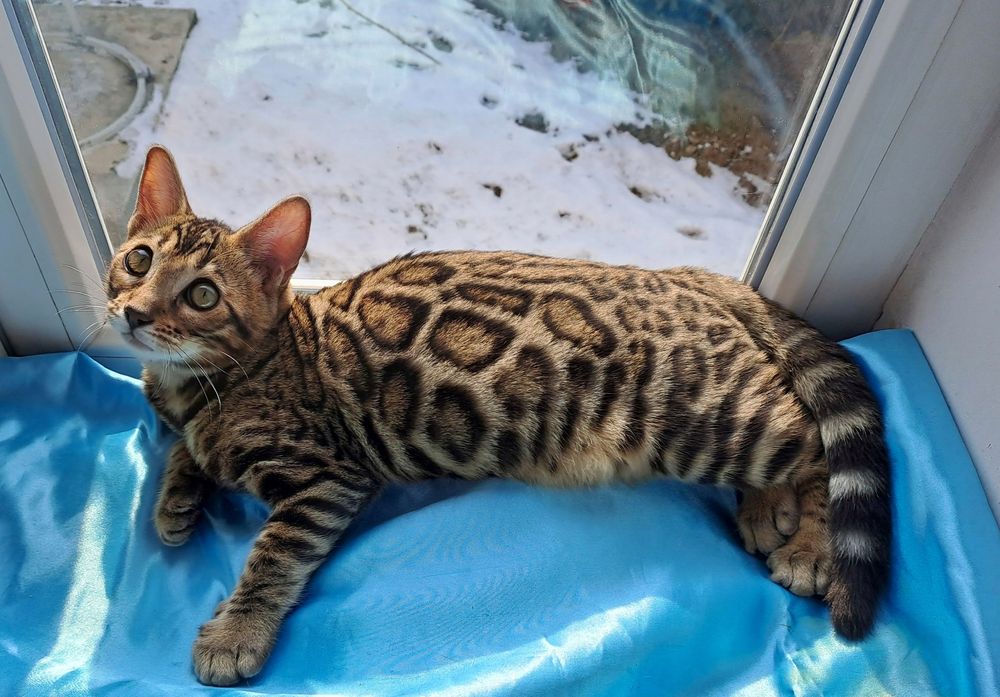 Кошка как ЛЕОПАРД