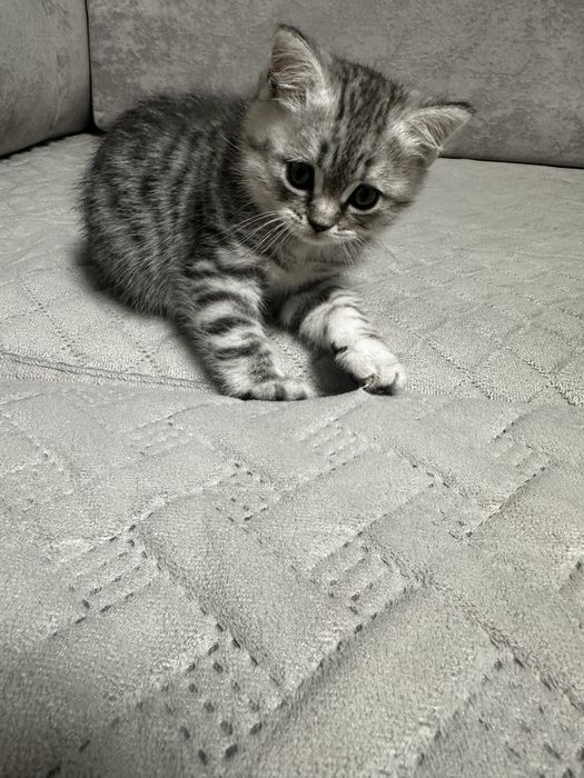 Красивый котенок