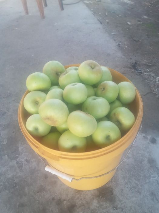 Продам яблоки              .