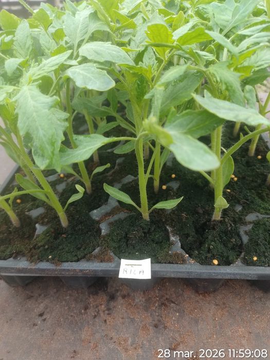 Rasad de roșii Sandoline Rila si alte hibrizi