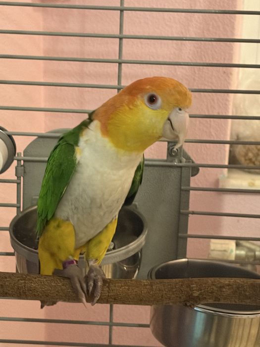 Vand papgali caigue persche