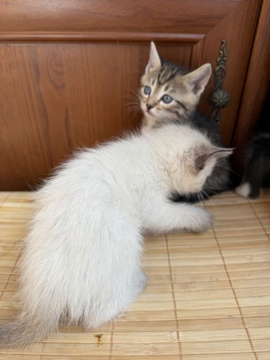 Домашние котята в добрые руки