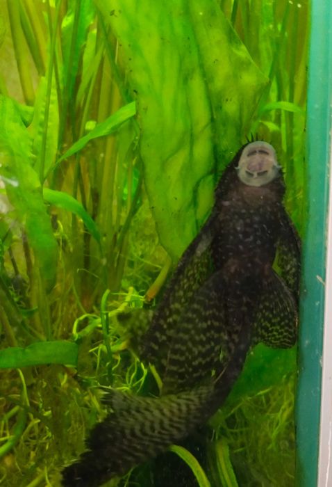 Вуалевые анциструсы сомы