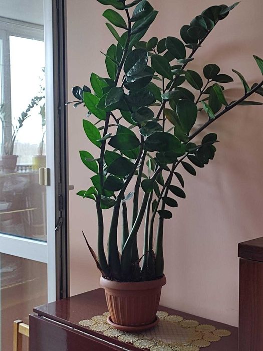 Продам замиокулькас