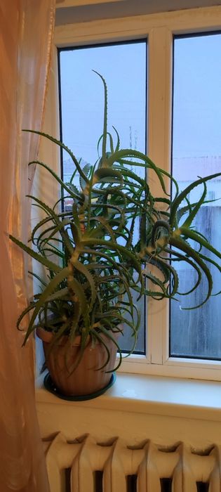 Продам алоэ лечебное