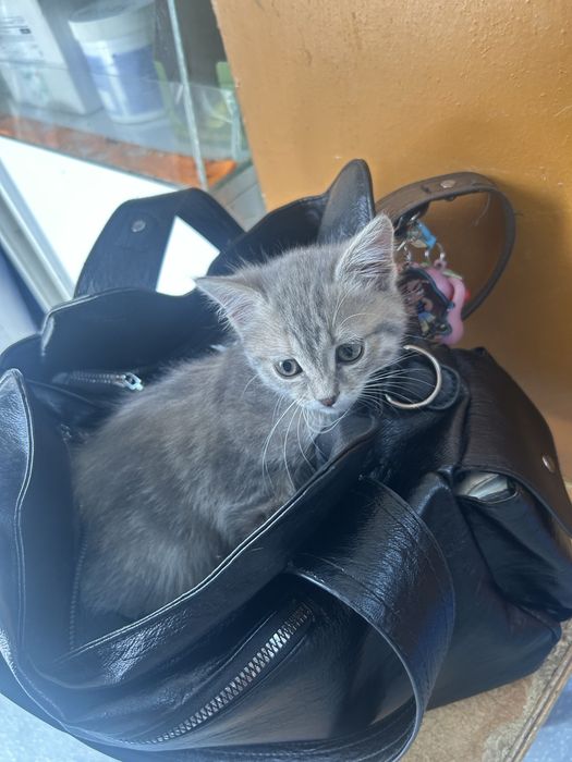 Котенок девочка 2 месяца игривая