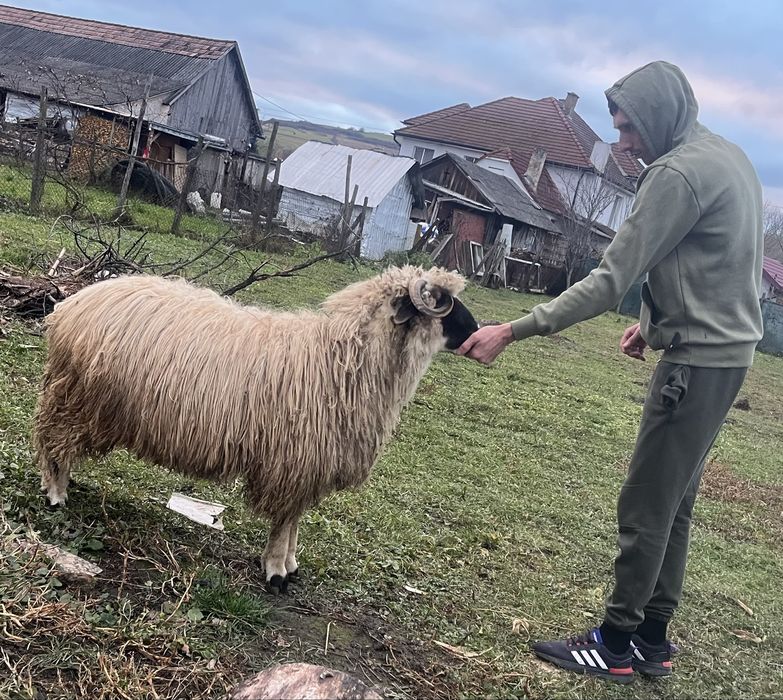 Berbecut brez de anul acesta / oi / miei / berbec schimb cu cereale