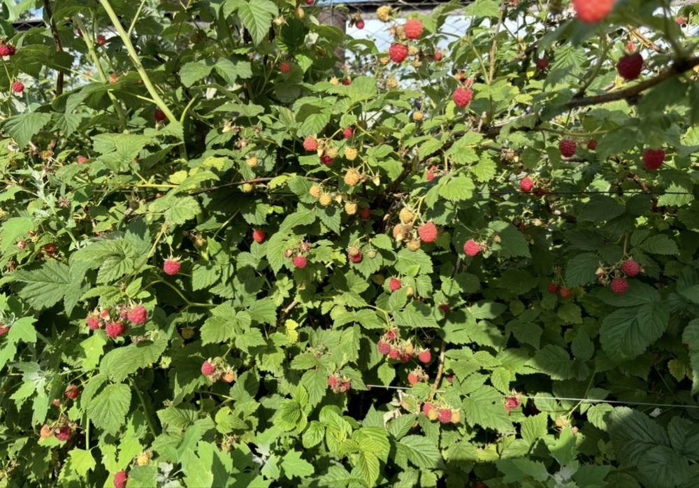 Продам саженцы малины