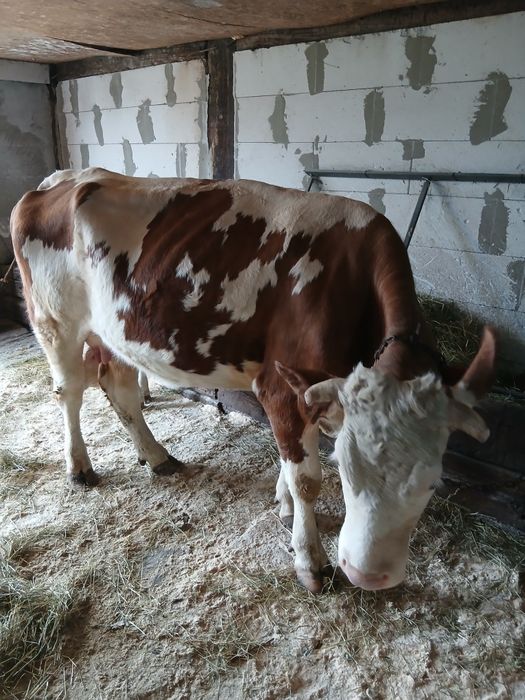 Vând vaca cu vițea