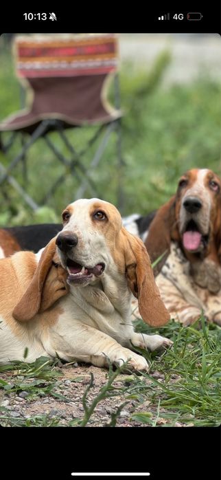 Продам  Бассеты Хаунд