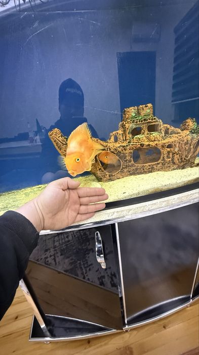 Akvarium sotiladi 250 l barcha aksesuarlari baliqlari bn