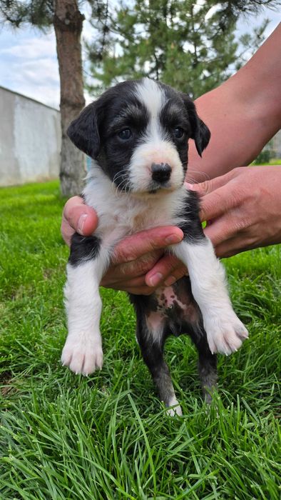 Подарявам кученца - пазачи за двор, размер на Кокер
