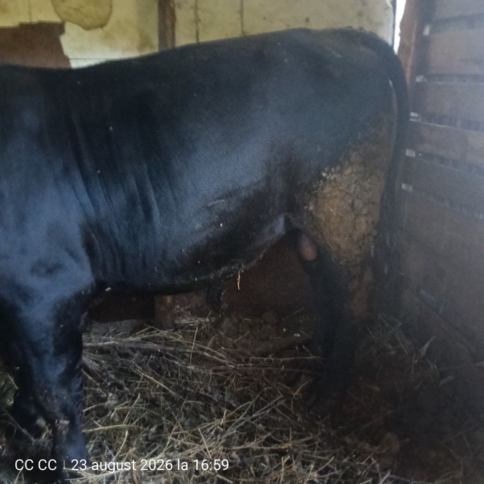 Vând Taur Angus 1