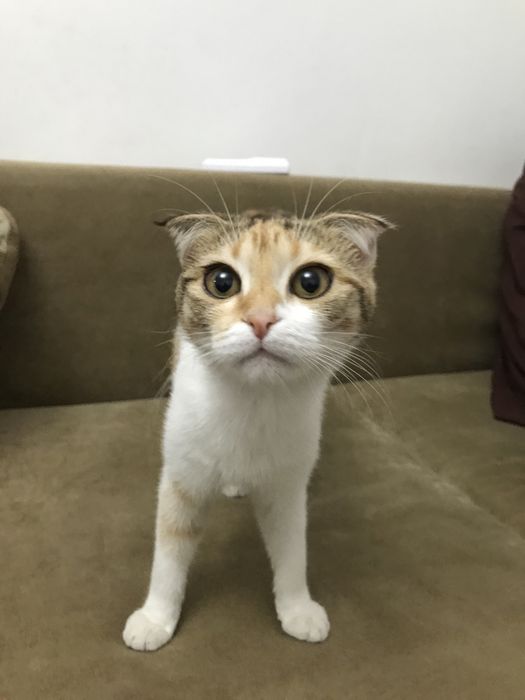 Продам кошку породы