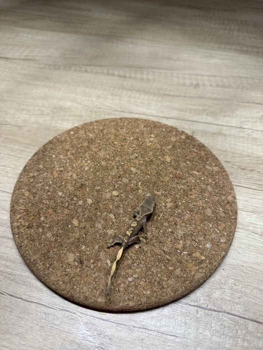 Pui de Crested Gecko