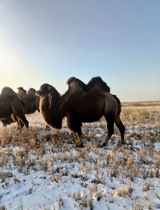 Жас семіз түйе жіліктеледі