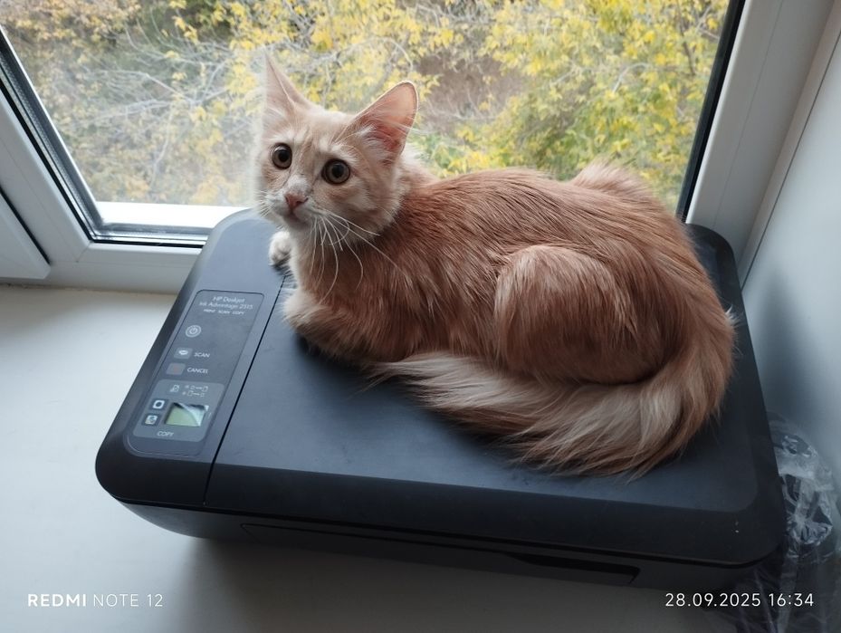 принтер hp без краски