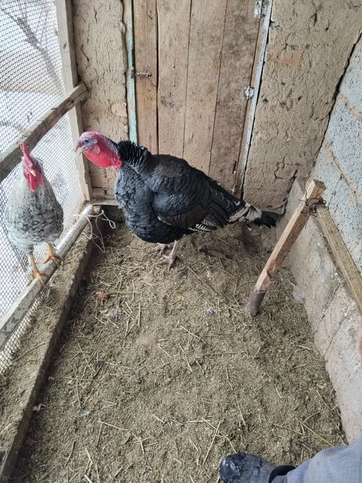 Үндік сатылады..