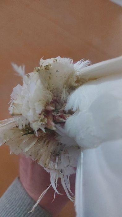 Голуби. Белыйдвухчубый самка кептер