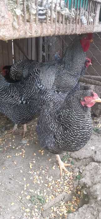 Familie gaini  Plymount rock barat