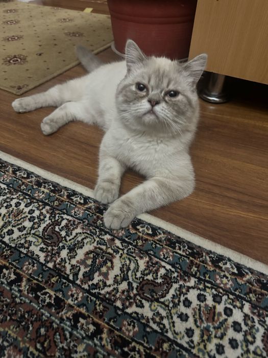 Котик. Британский скотиш страйт.
