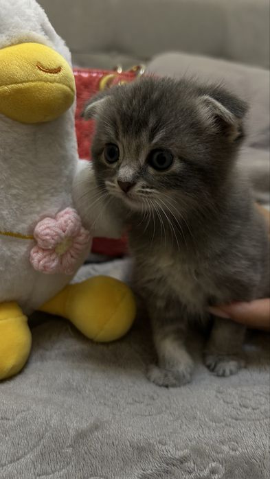 Кошка и сын (вислоухие)