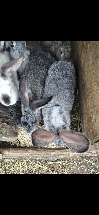 Vând iepuri de rasa